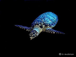 This photo was taken in 2005, I was viewing my catolog of... by Steven Anderson 